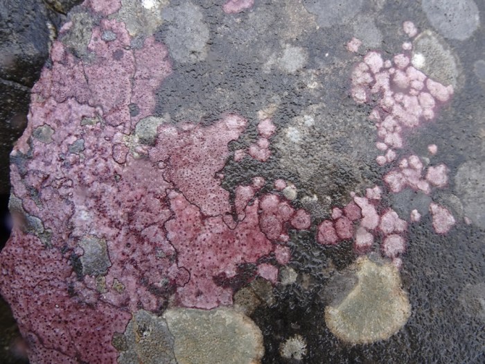Pink lichen