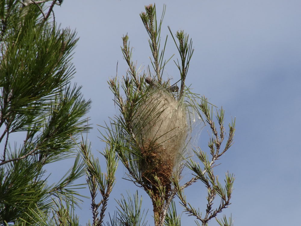 High on the new growth