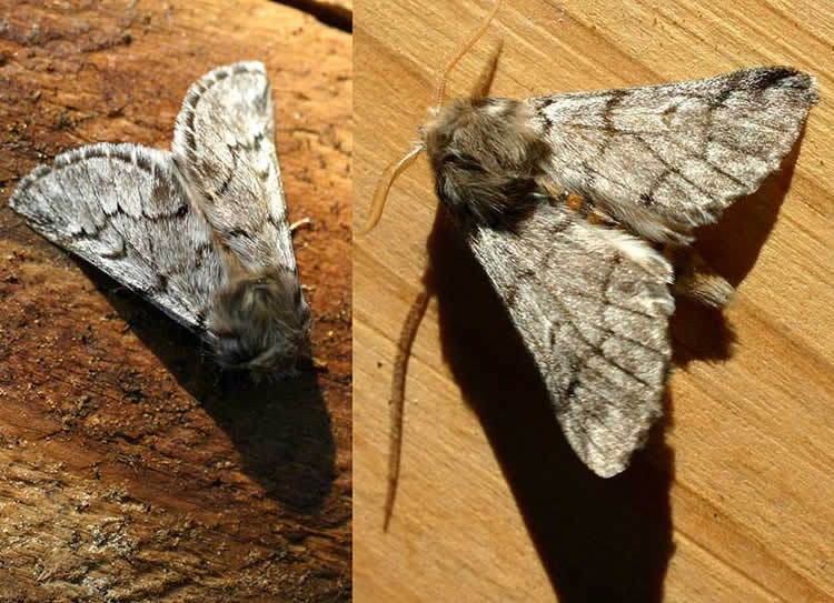 Traumatocampa pityocampa - the Pine Processionary moth