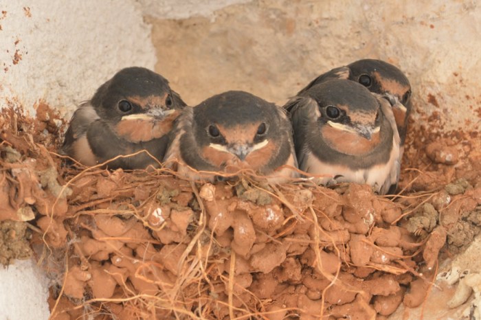 And then there were four...