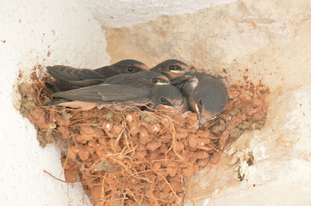 Five on the nest