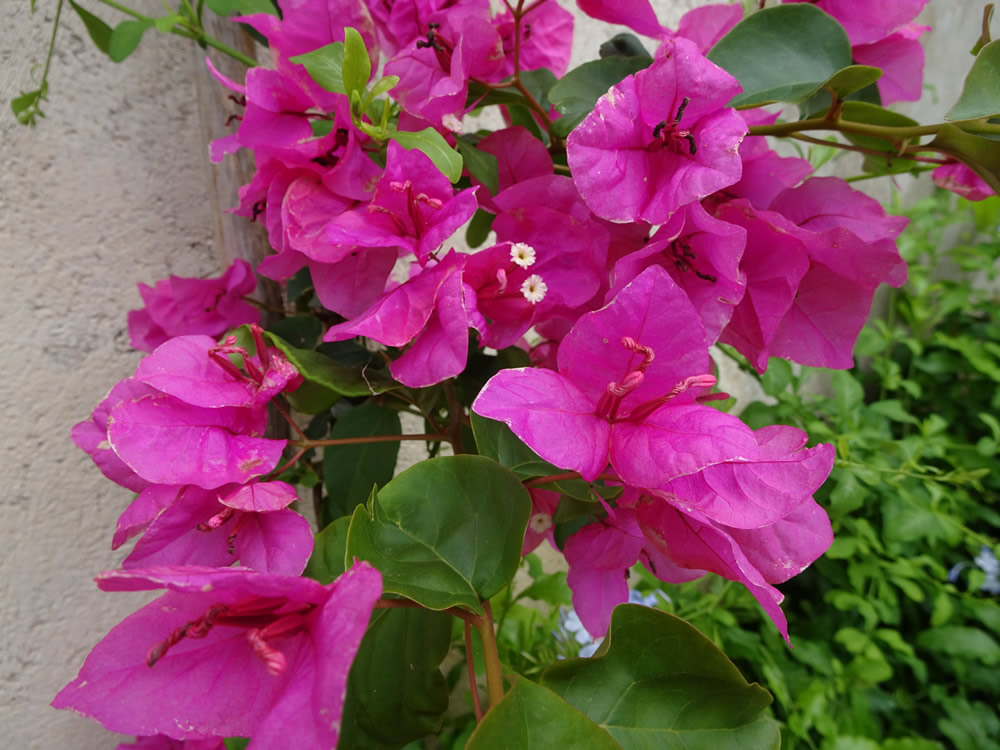 A splash of bougainvillea