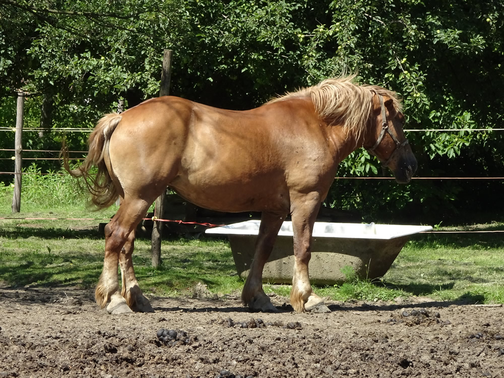 Medjimurje horse