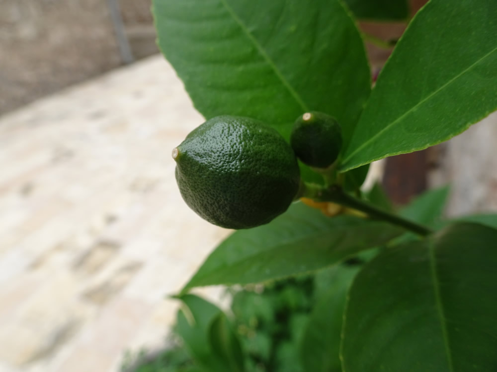 Baby meyer lemons