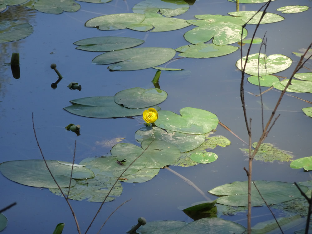 Yellow waterlily