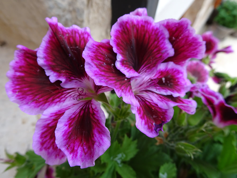 Dark red pelargonium
