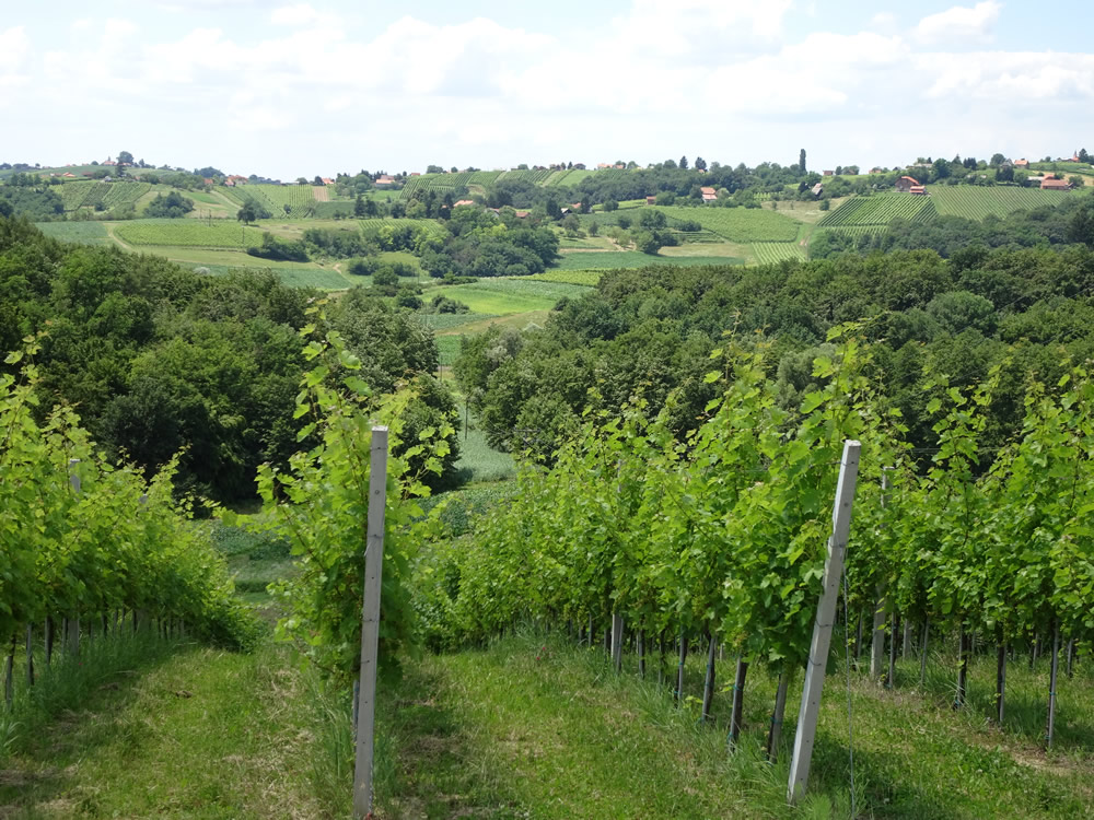 Amongst the Jakopic vines
