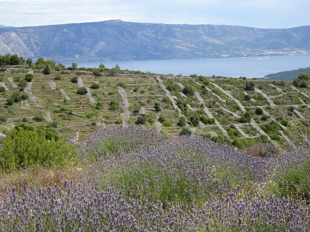 Lavender and stone walls