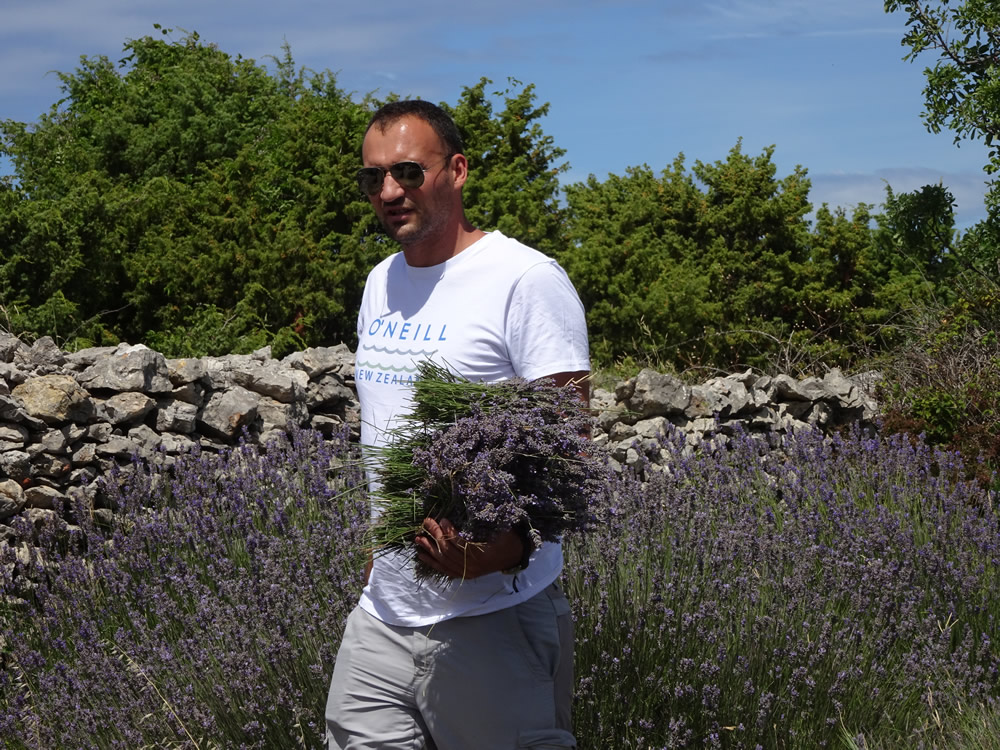 Lavender picker
