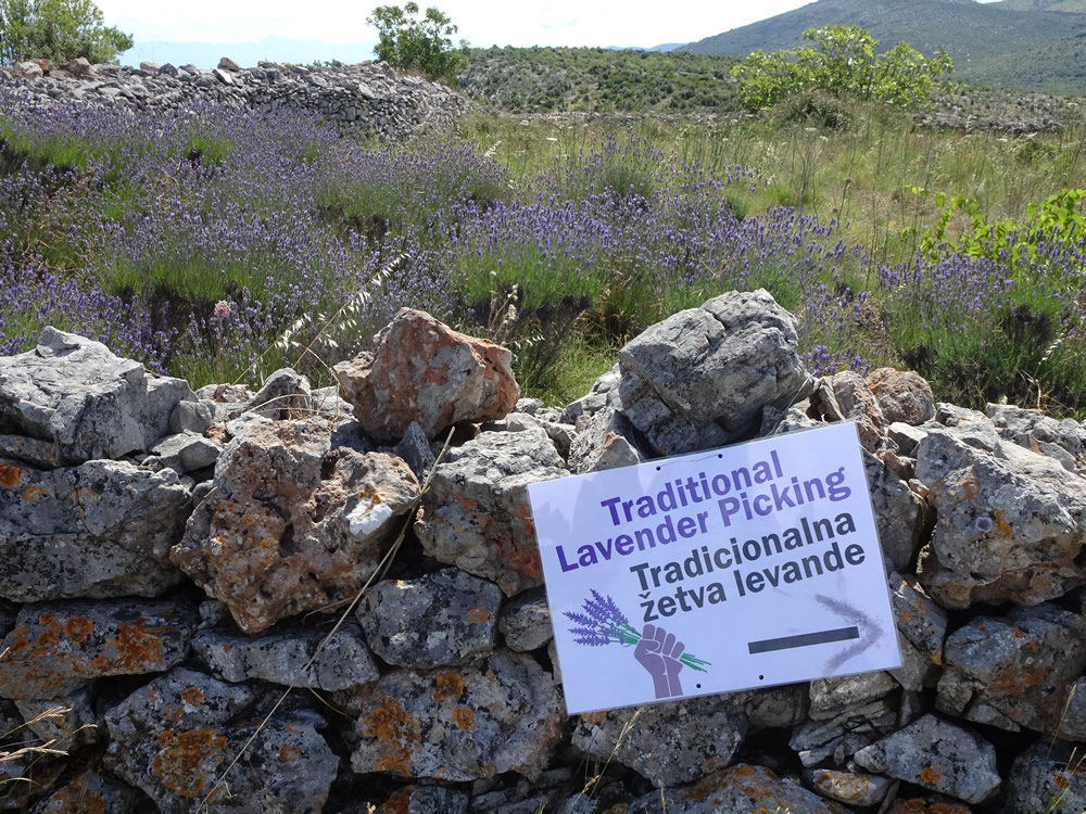 Lavender picking this way