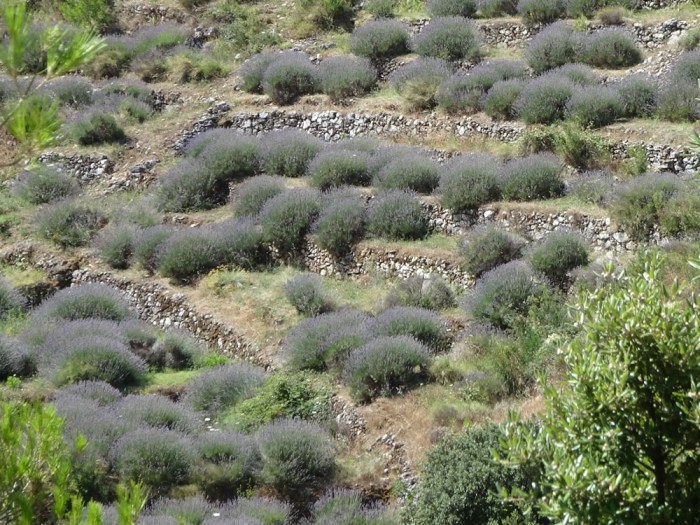 Lavender terraces