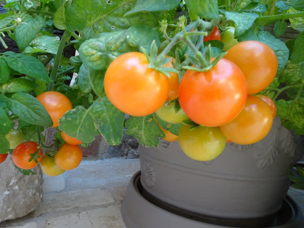 Cherry tomatoes