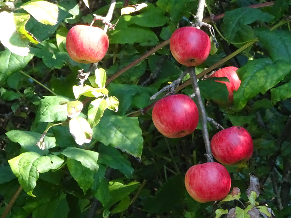Rosy apples
