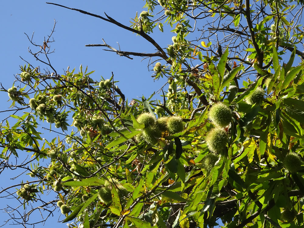 Chestnuts