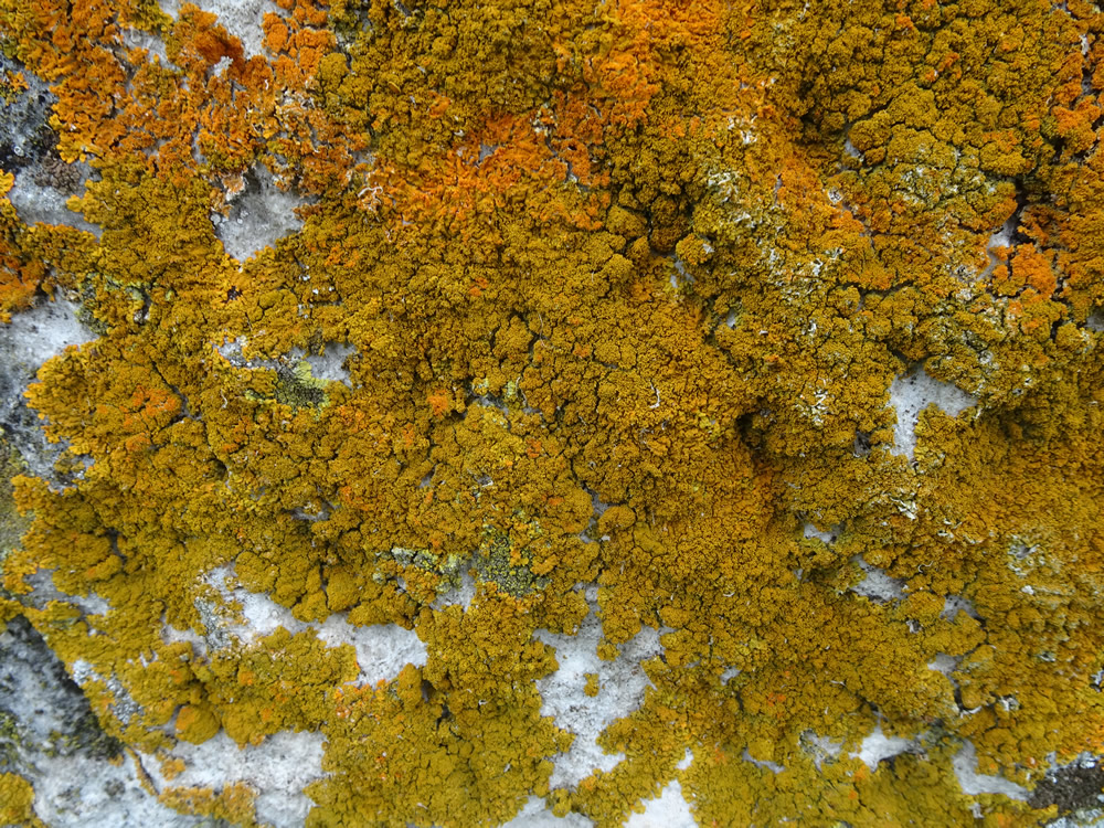 Lichen