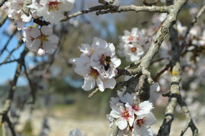 Bees love almond flowers!