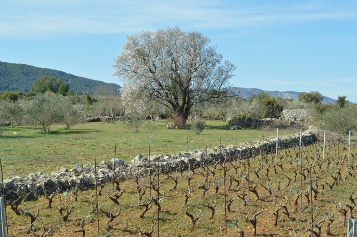Vineyards and almond tree