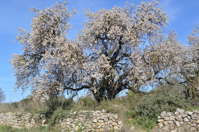 Almond in flower