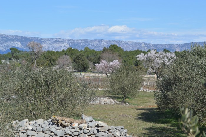 Almonds among the olives