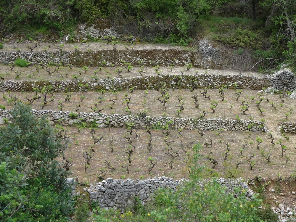 Vineyard terraces