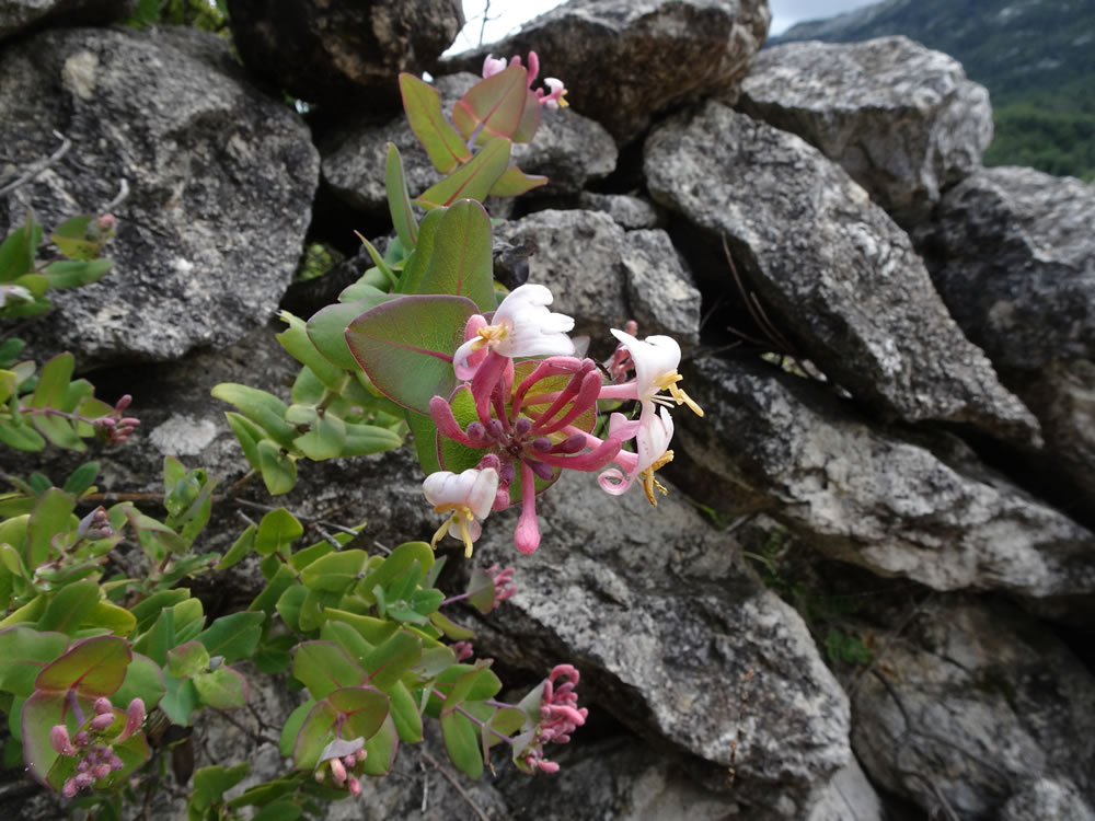 Very early honeysuckle