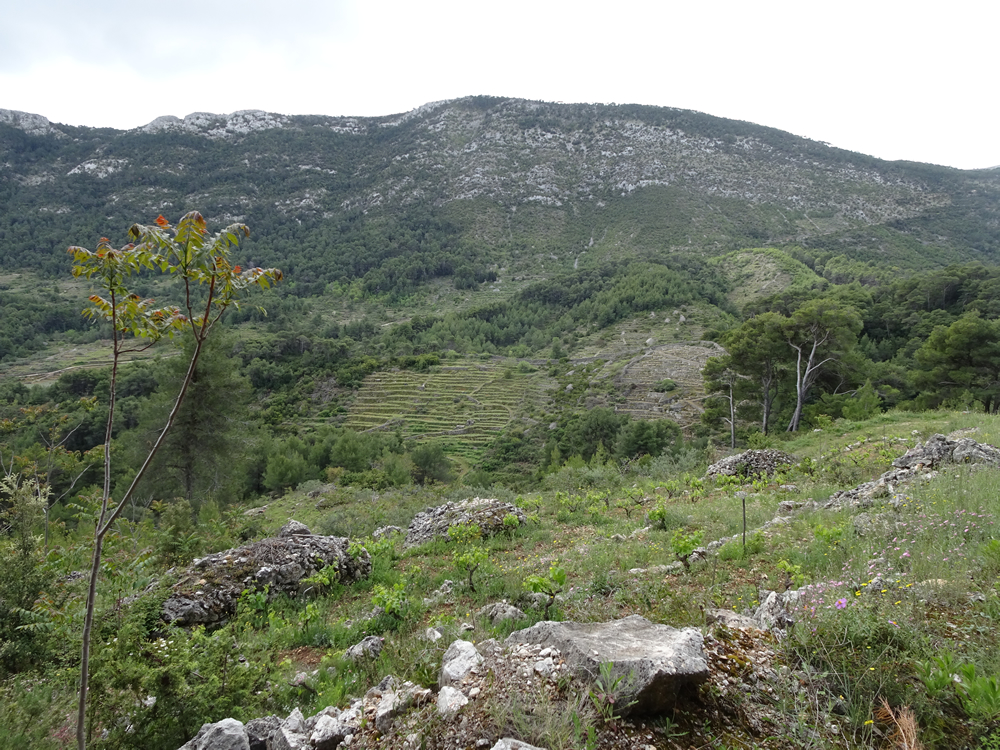 Mountain and vineyards