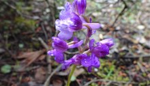 Orchis morio / picta