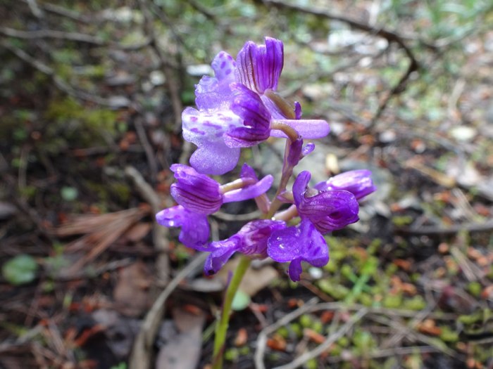 Anacamptis morio / picta