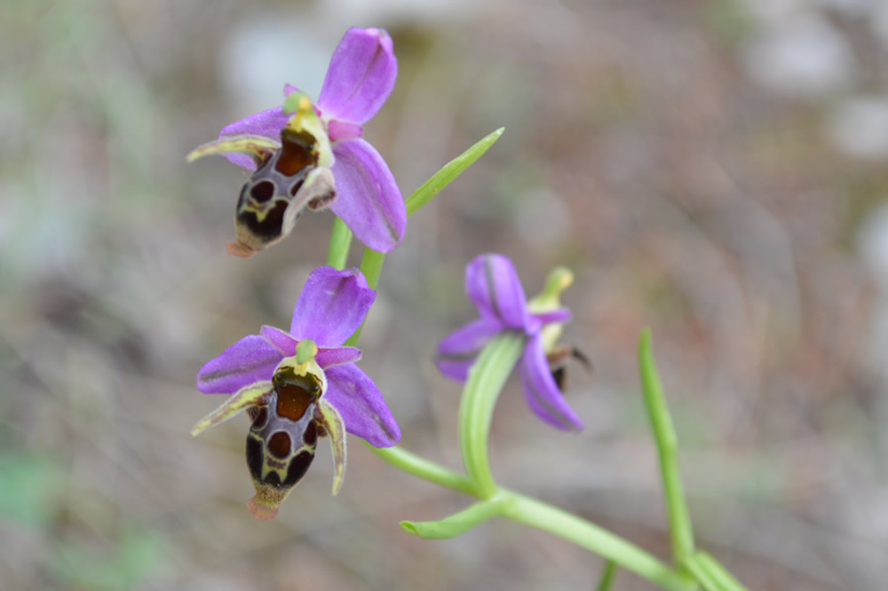 Orchis rhodostephane