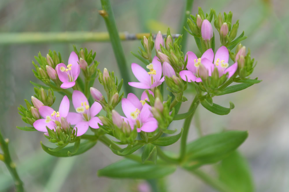 Common centaury