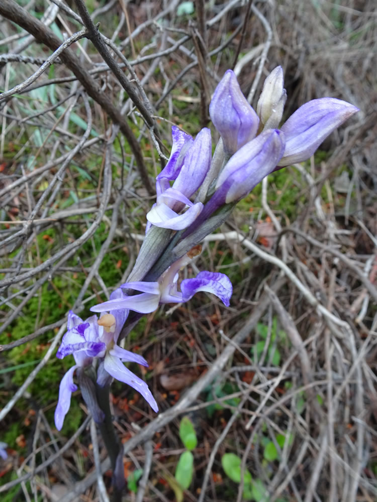 Limodorum abortivum - Violet birds nest orchid