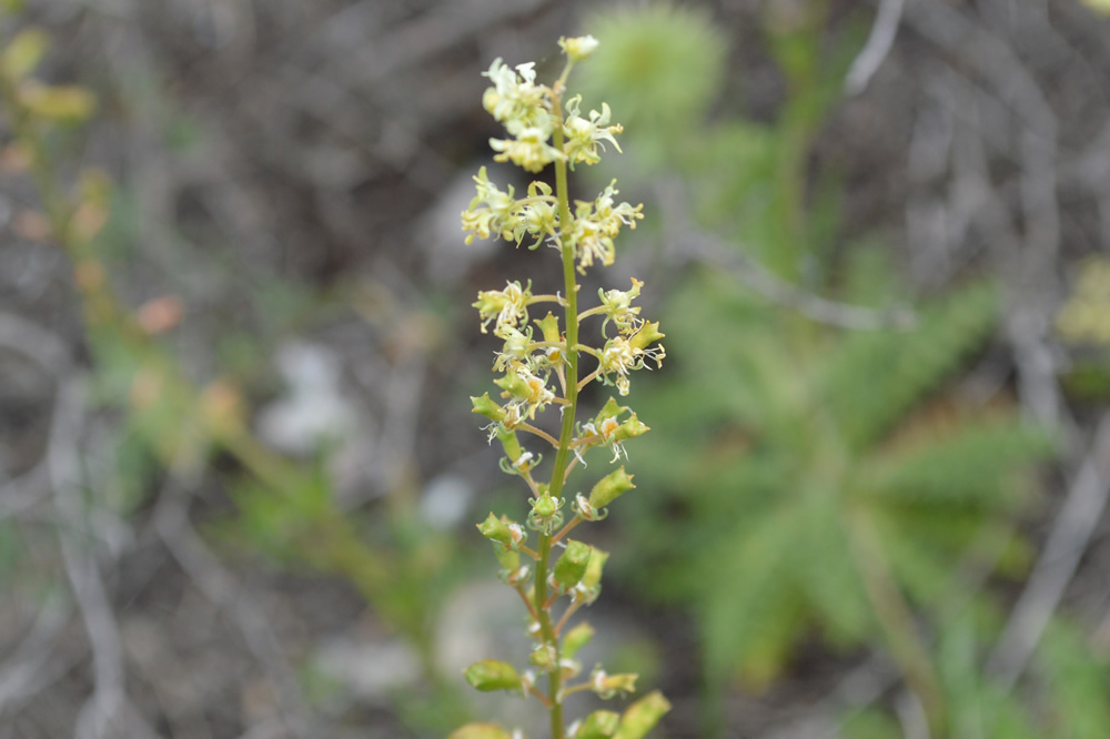 Wild mignonette