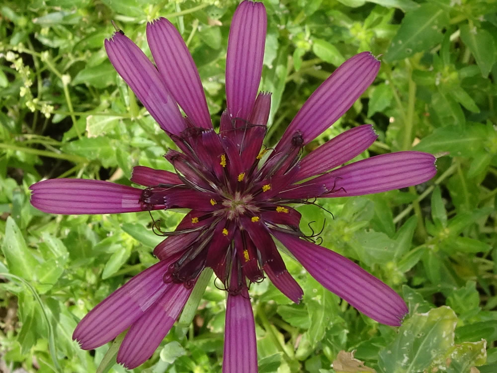 Salsify flower