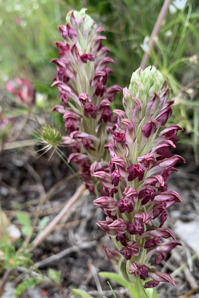 Anacamptis coriophora 19-05-2019