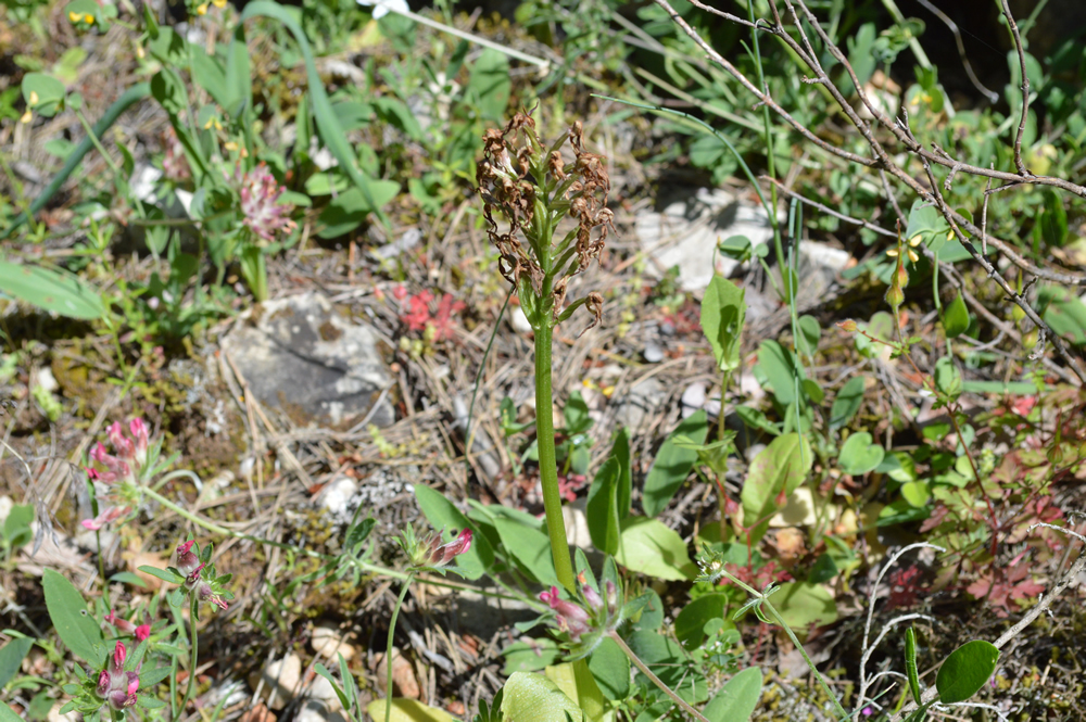 o. Orchis Italica 7/5/2019