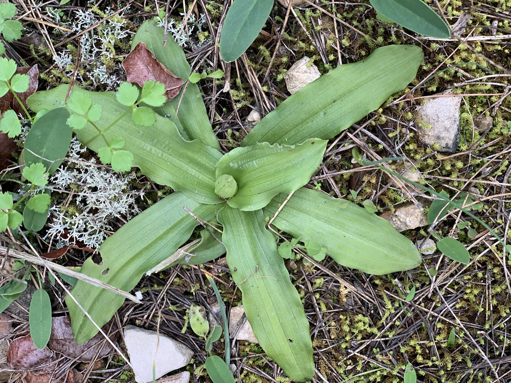 Orchis Italica rosette