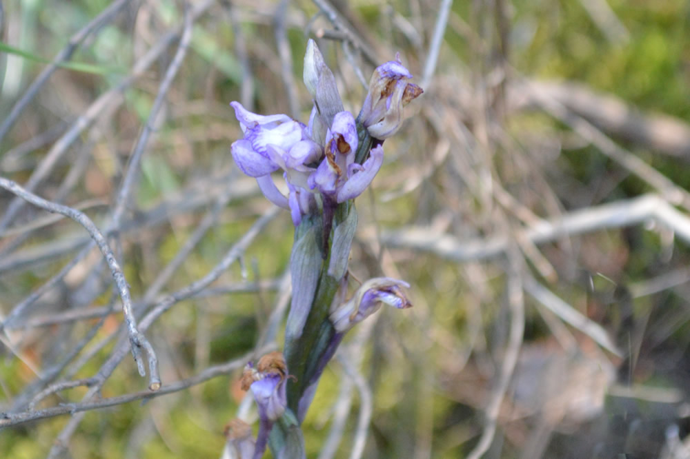 o. Limodorum Abortivum Vrbanj-Dol 29-4-2019