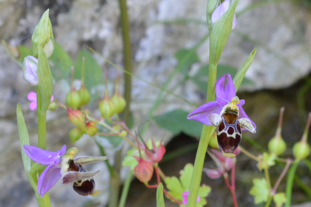 o. Orphrys Rhodostephane 7/5/2019