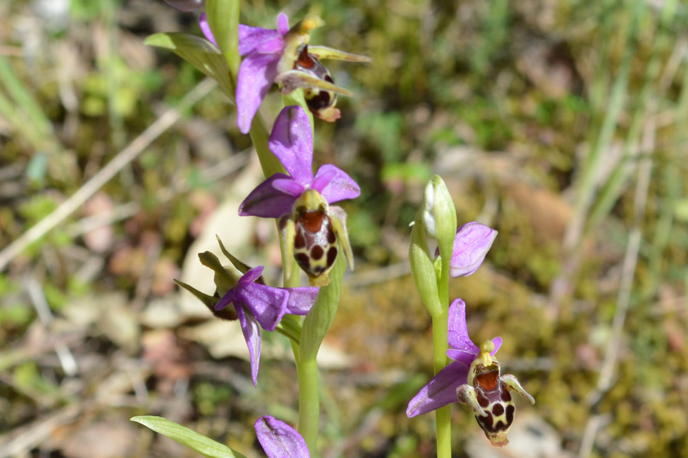 o. Orphrys Rhodostephane 7/5/2019