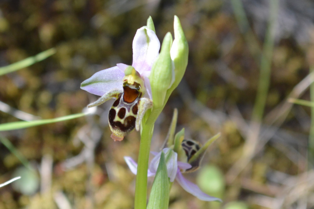 o. Orphrys Rhodostephane 7/5/2019