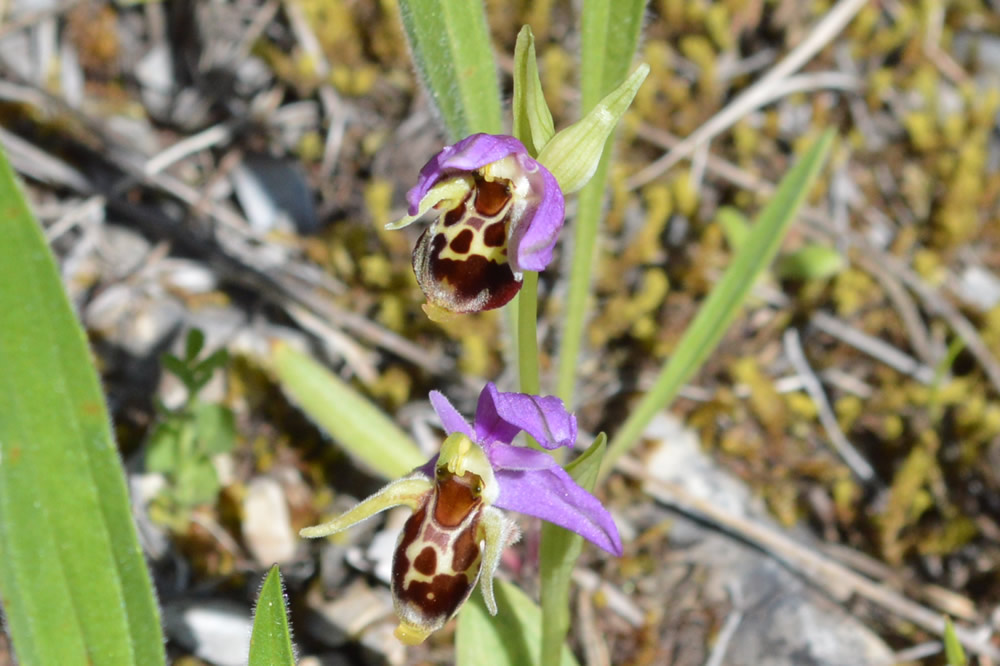 o. Orphrys Rhodostephane 7/5/2019