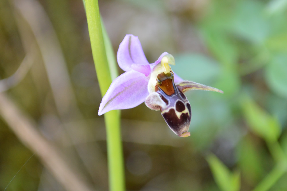 o. Orphrys Rhodostephane 7/5/2019
