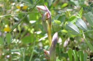 o. Serapia Parviflora 10/5/2019