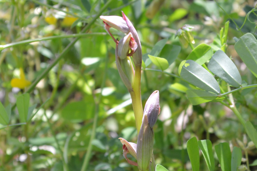 o. Serapia Parviflora 10/5/2019