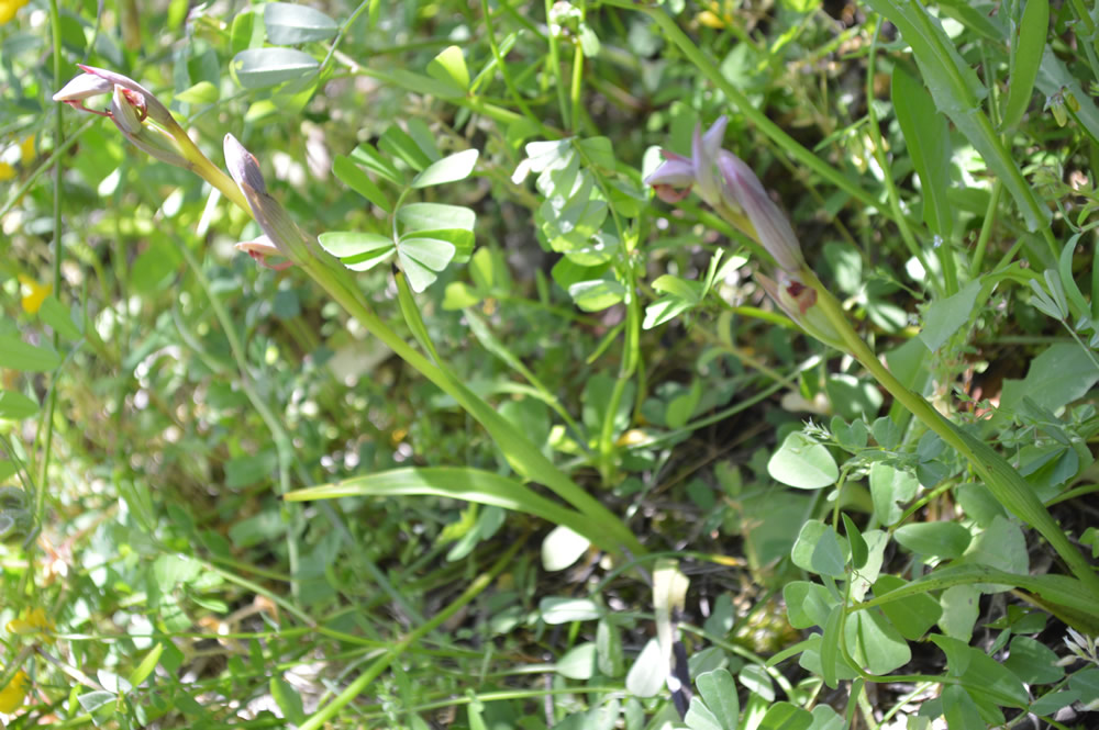 o. Serapia Parviflora 10/5/2019