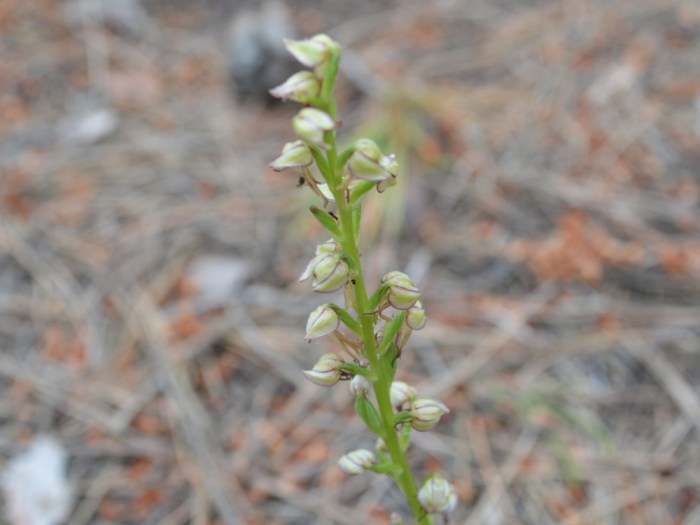 Orchis Anthropophora, 23-5-2019, Pitve