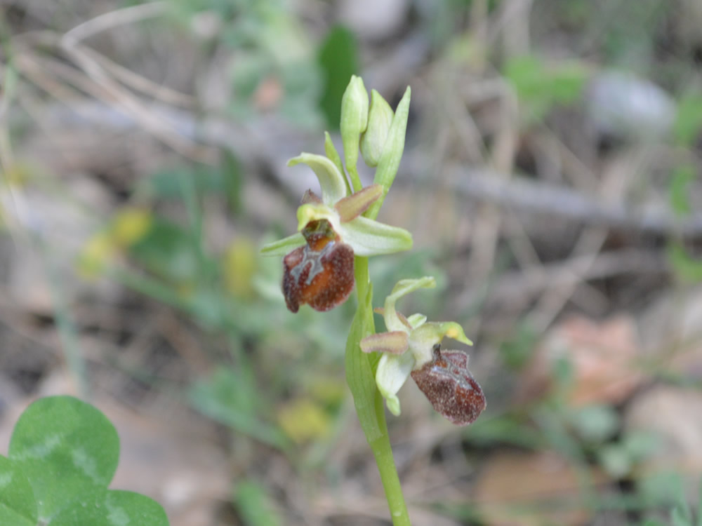Ophrys liburnica 29/03/2020 Vrboska