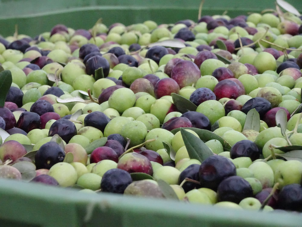 Olives waiting for processing