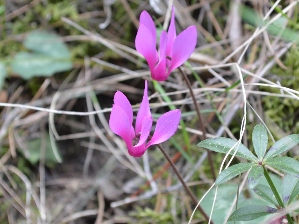Cheery cyclamen!