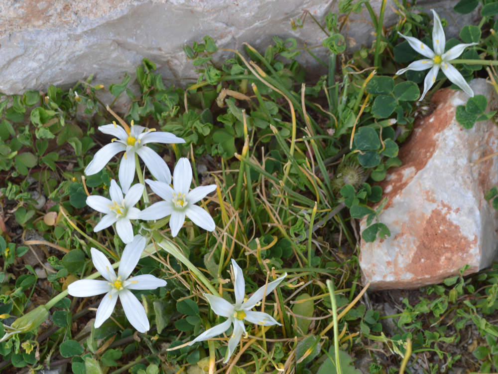 Silvery crocus